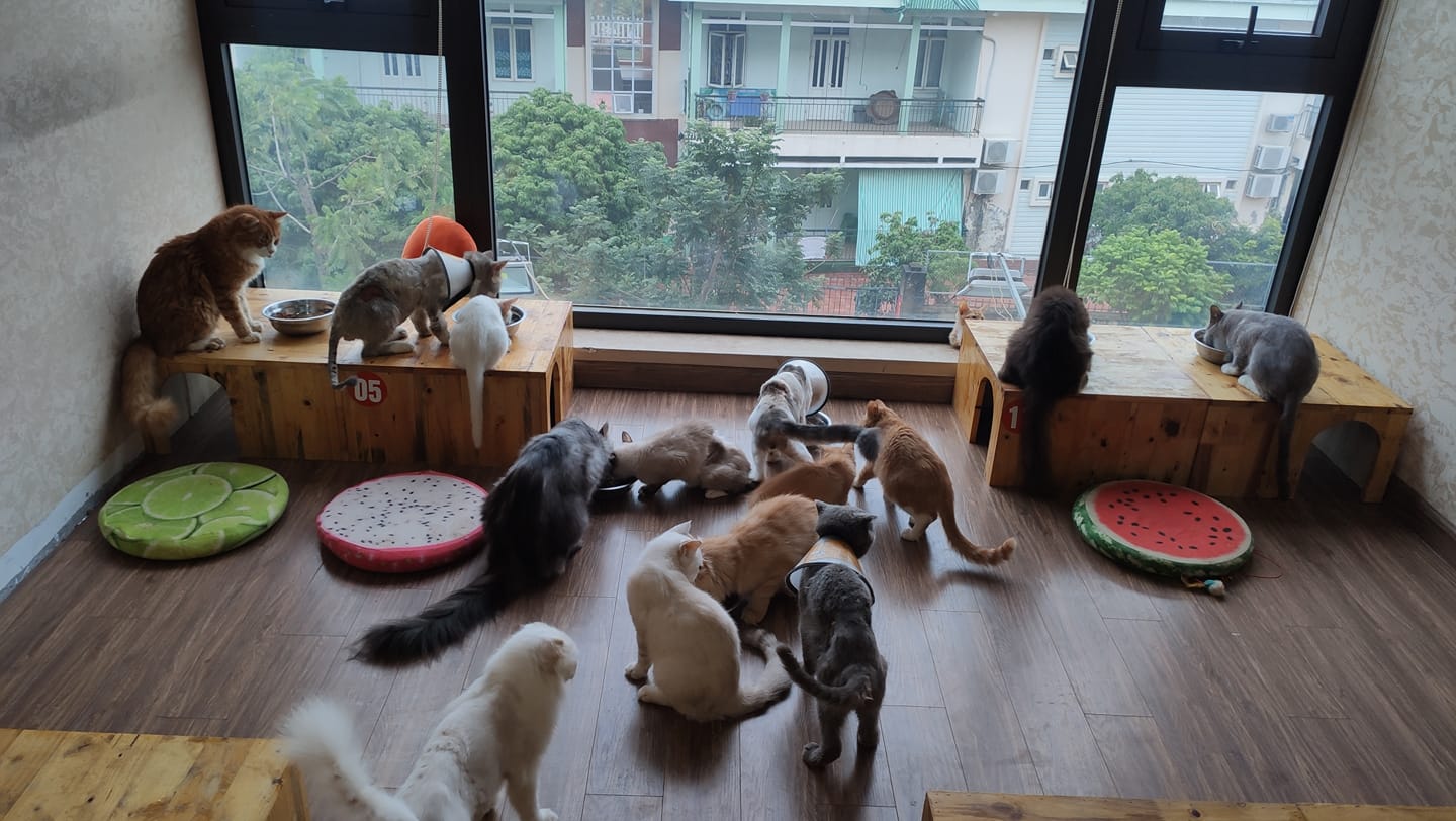 Cafe mèo Ngao's Home (Nguồn: Sưu tầm)