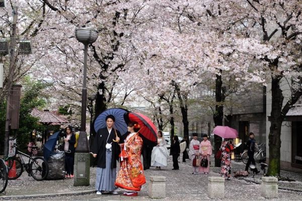 Lễ hội ngắn hoa anh đào Hanami tại Nhật Bản