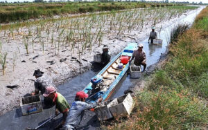  Hiện nay xâm nhập mặn ở vùng ĐBSCL diễn ra sớm hơn từ 1-1,5 tháng so với những năm trước đây và thời gian diễn ra dài hơn. Độ mặn đầu mùa khô lớn hơn giữa mùa. Tình trạng này diễn ra ngược lại với quy luật xâm nhập mặn trước đây. 