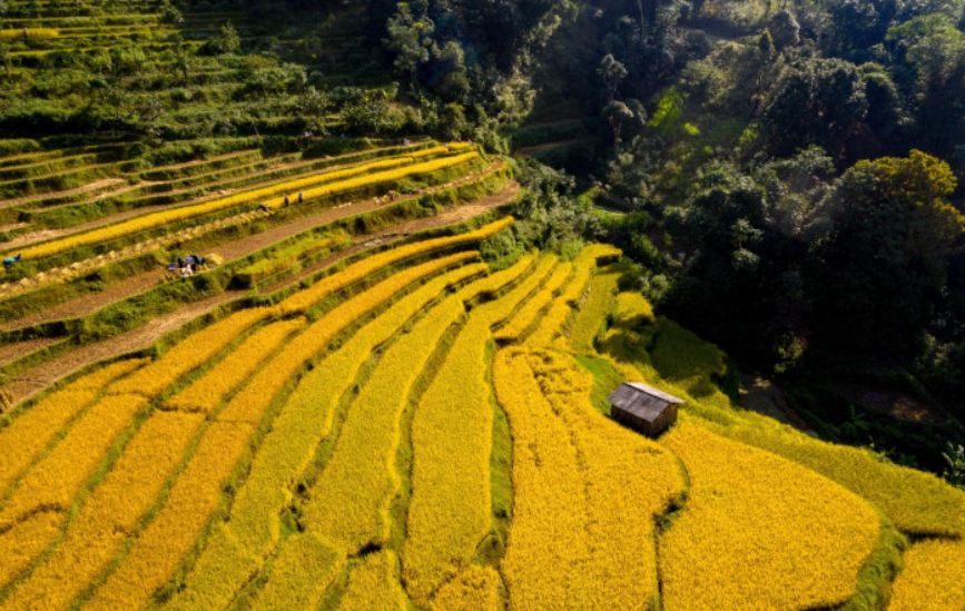 Du khách sẽ phải ngỡ ngàng khi tận mắt chứng kiến vẻ đẹp thơ mộng tuyệt vời của mùa lúa chín khi du lịch Cao Bằng