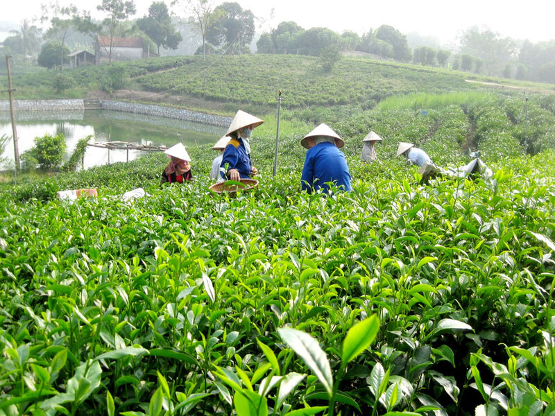 Đồi chè, người dân thu hoạch, lá chè xanh, ruộng chè, hồ nước, chè tân cương